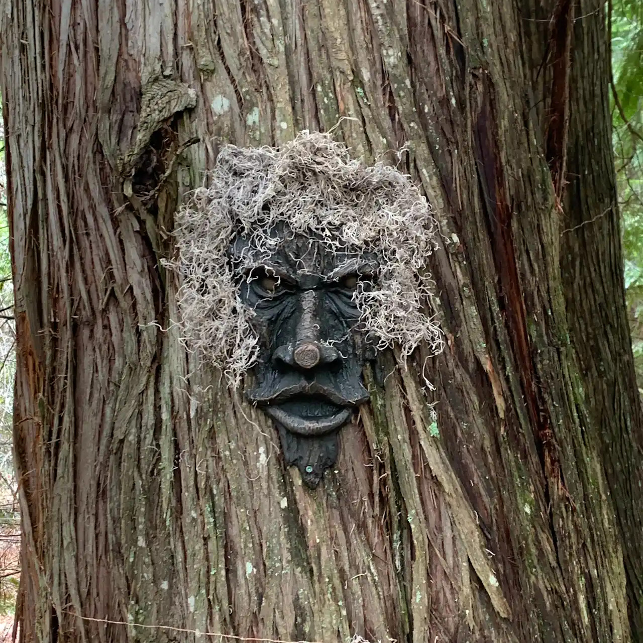 Hiking trail with beware of Bigfoot sign